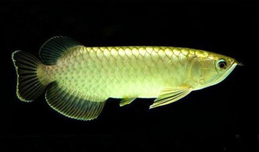 GREEN AROWANA FISH 12-14cm