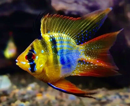 RAMIREZI FISH