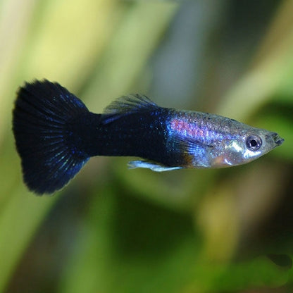 GUPPY FISH MIX MALE 3cm