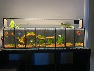 BETTA FISH TANK