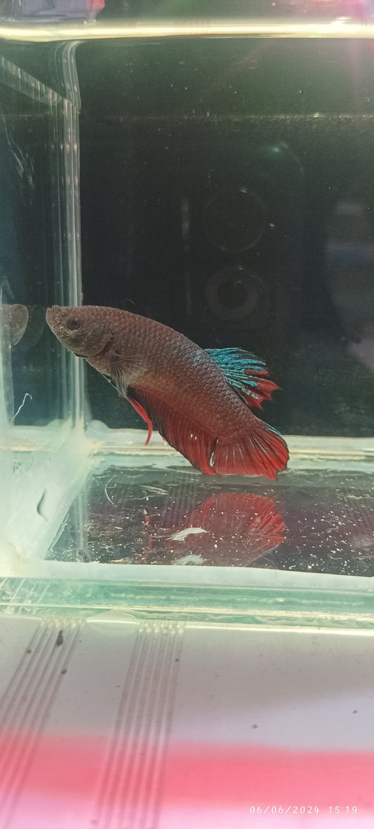 GIANT BETTA