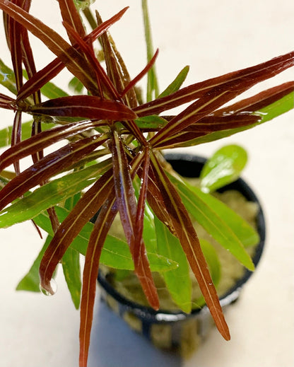 HYGROPHILA ARAGUAIA POT PLANT