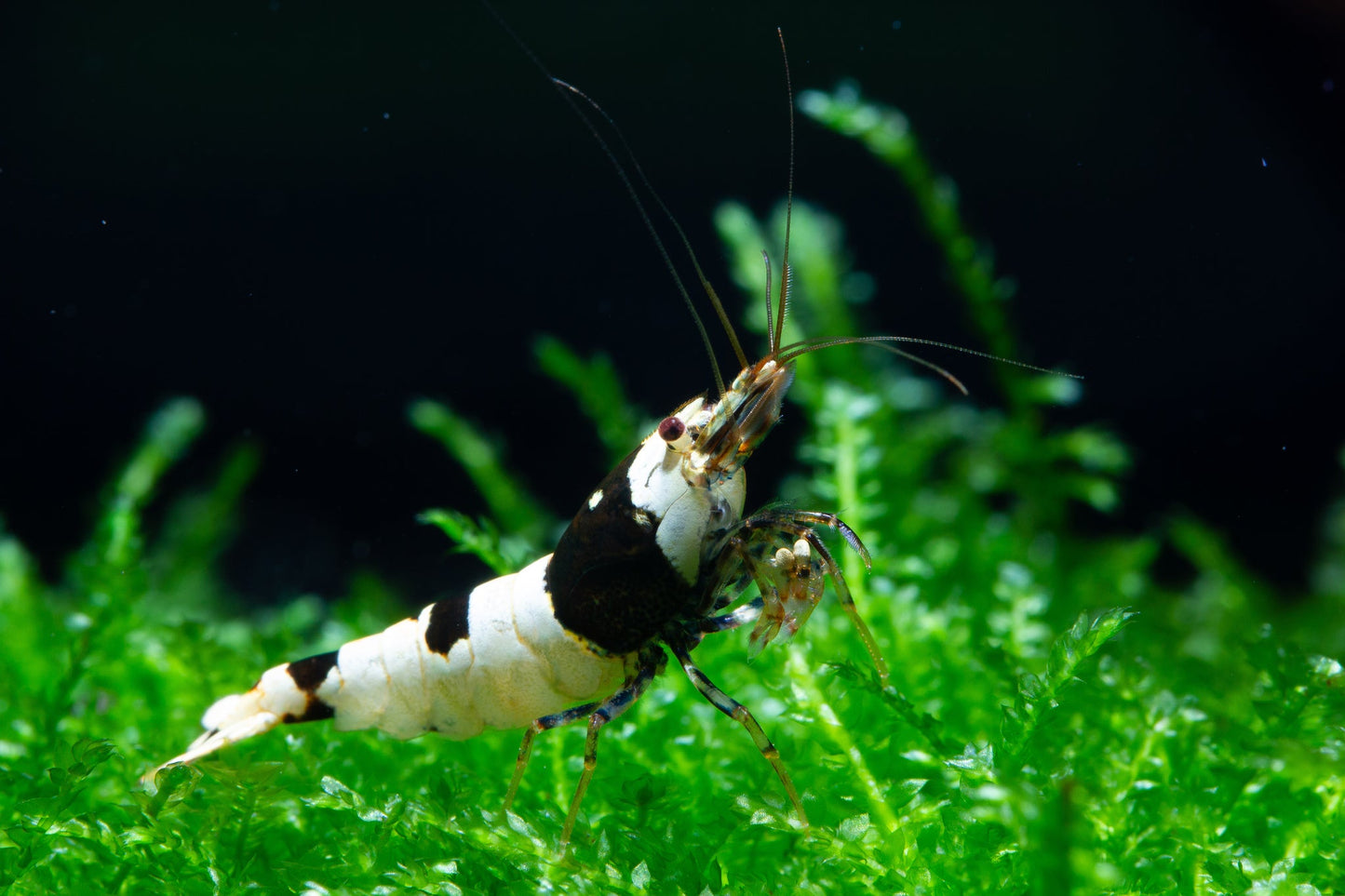 CRYSTAL SHRIMPS 1.5cm