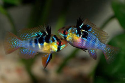 RAMIREZI FISH