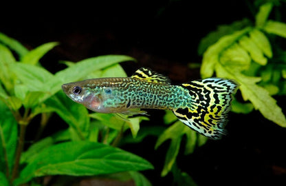 GUPPY FISH MIX MALE 3cm