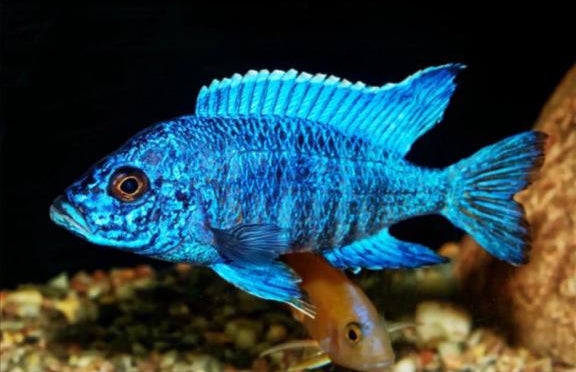 MALAWI CICHLID FISHES BUY ONLINE UAE GOLDEN DREAM AQUARIUM