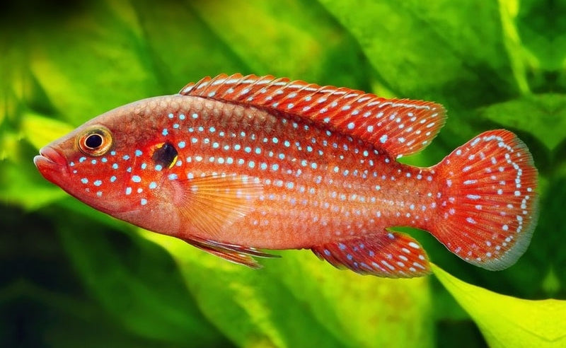 RED JEWEL CICHLID