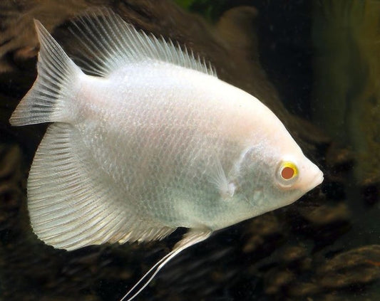 GIANT GOURAMI 7-9cm