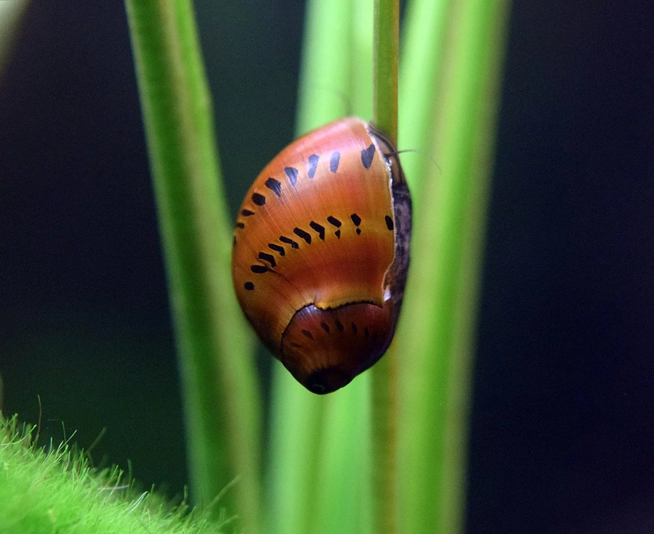 RED SPOTTED SNAIL