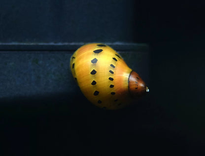 RED SPOTTED SNAIL