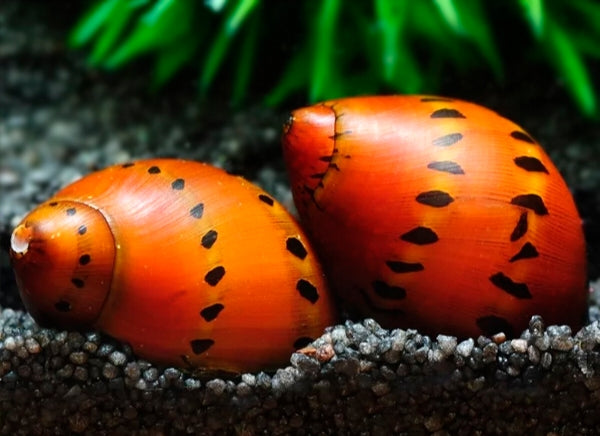 RED SPOTTED SNAIL