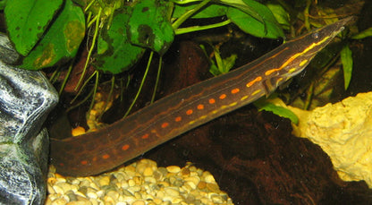 REDSPOT FIRE EEL