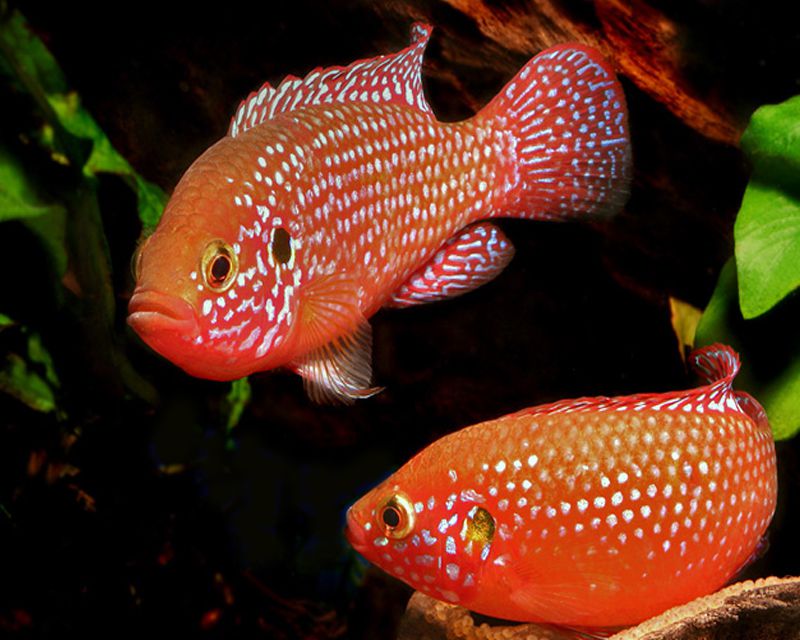 RED JEWEL CICHLID