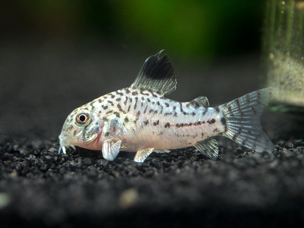 CORYDORAS