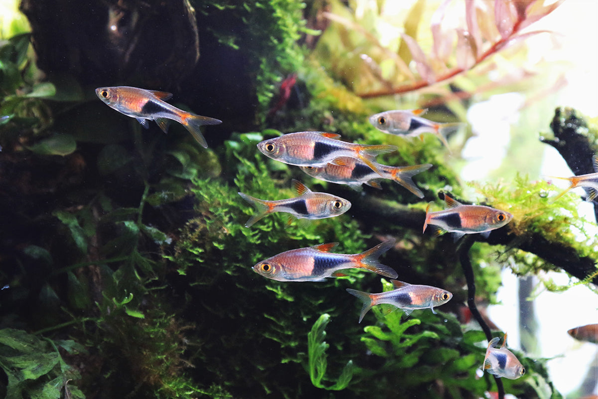 HARLEQUIN RASBORA 2cm