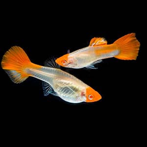 Koi Guppy Pair