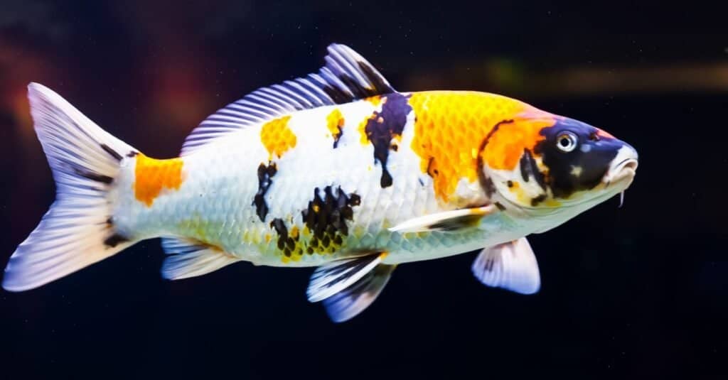 Koi carp fish best sale