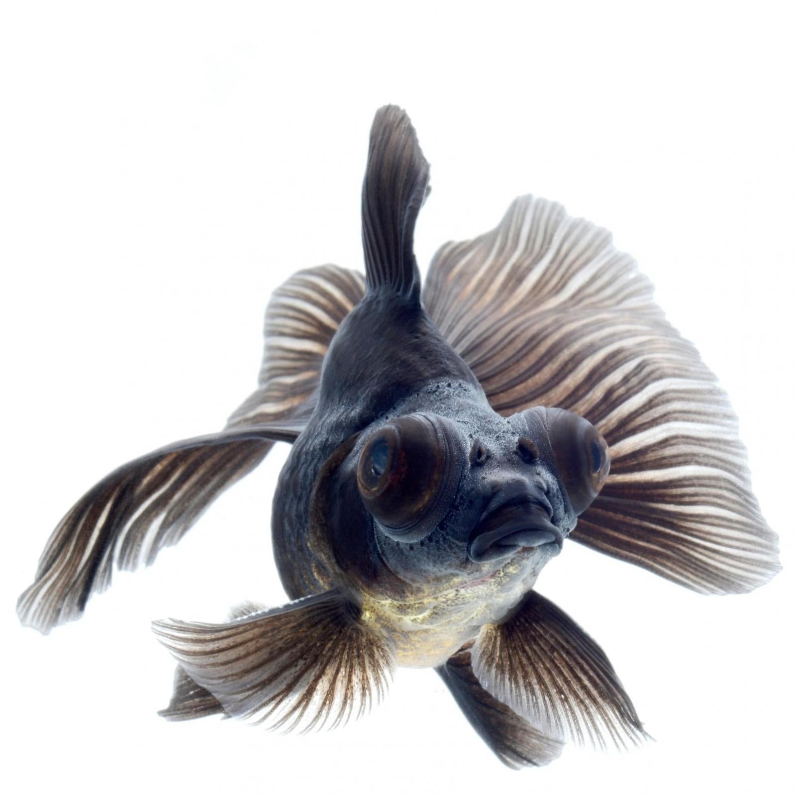 Black moor hot sale fish price