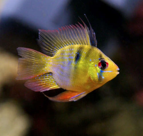 RAMIREZI FISH