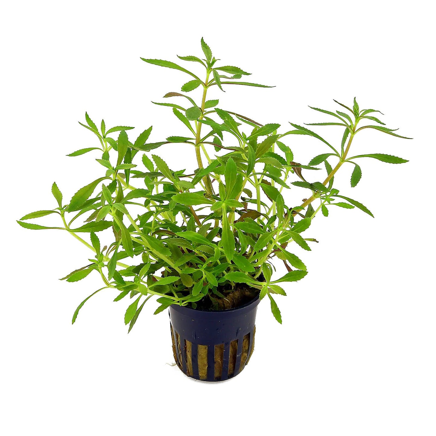 Limnophylla Aromatica Pot Plant