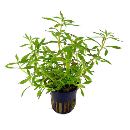 Limnophylla Aromatica Pot Plant