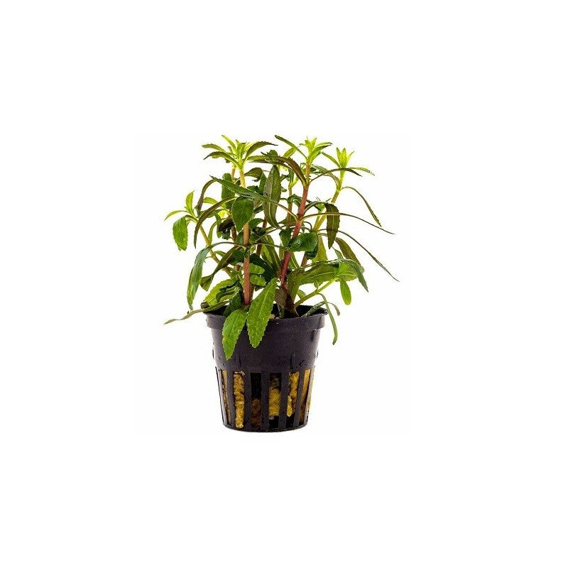 Limnophylla Aromatica Pot Plant