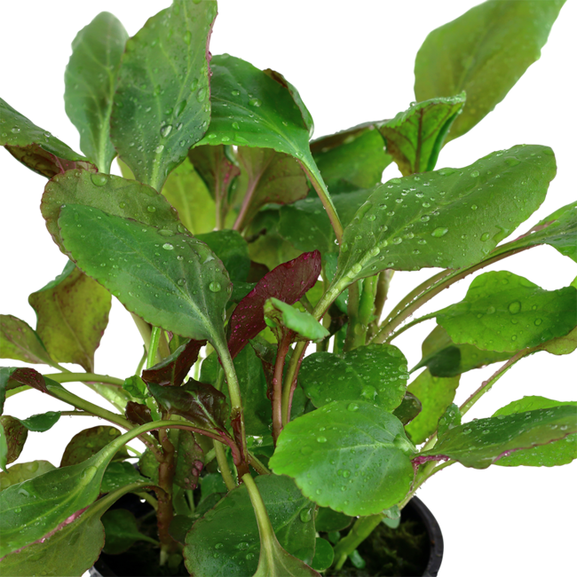 Lobelia Cardinalis Pot Plant