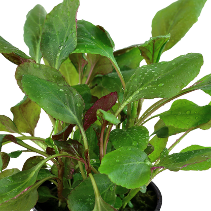 Lobelia Cardinalis Pot Plant