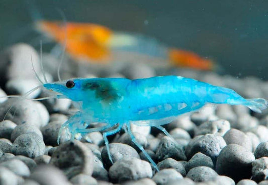 CHERRY BLUE SHRIMPS 1.5cm