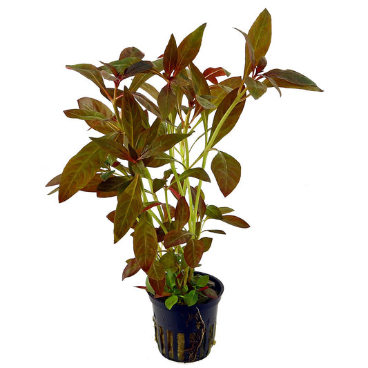 Ludwigia Glandulosa Pot Plant