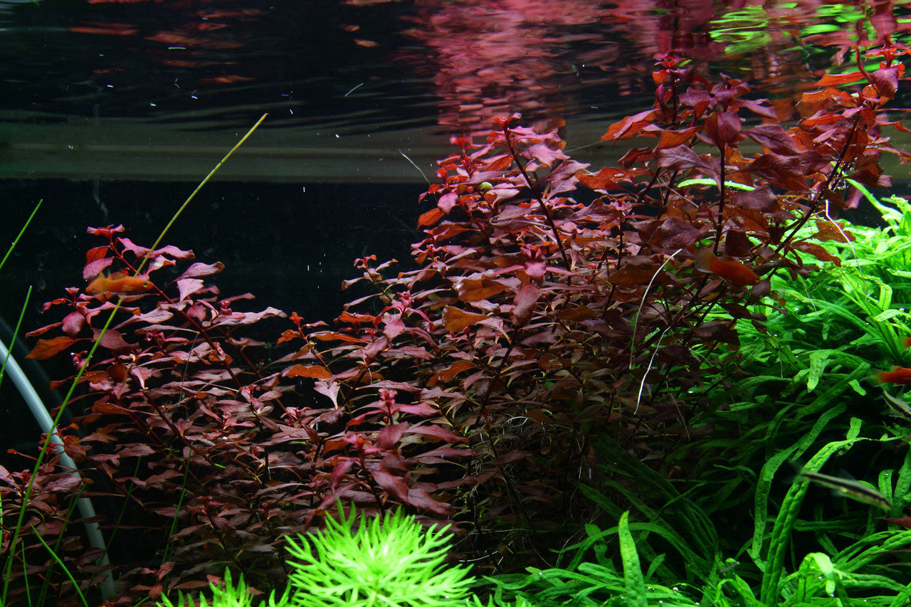 Ludwigia Palustris Pot Plant