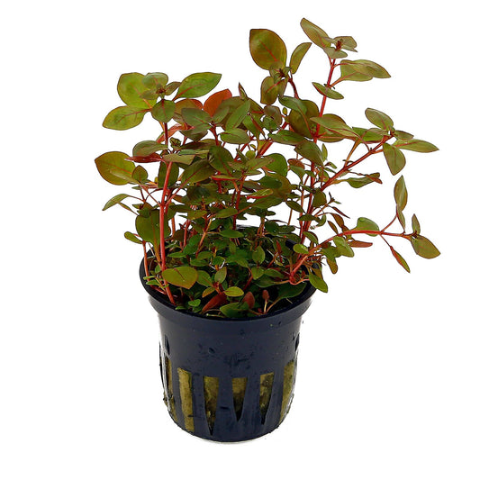 Ludwigia Palustris Pot Plant