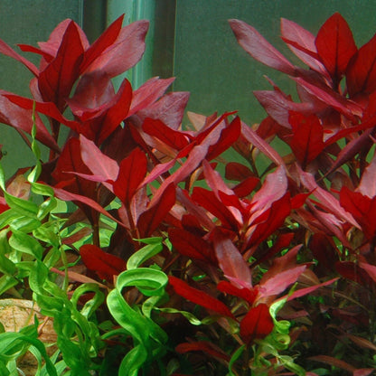 Ludwigia Rubin Pot Plant