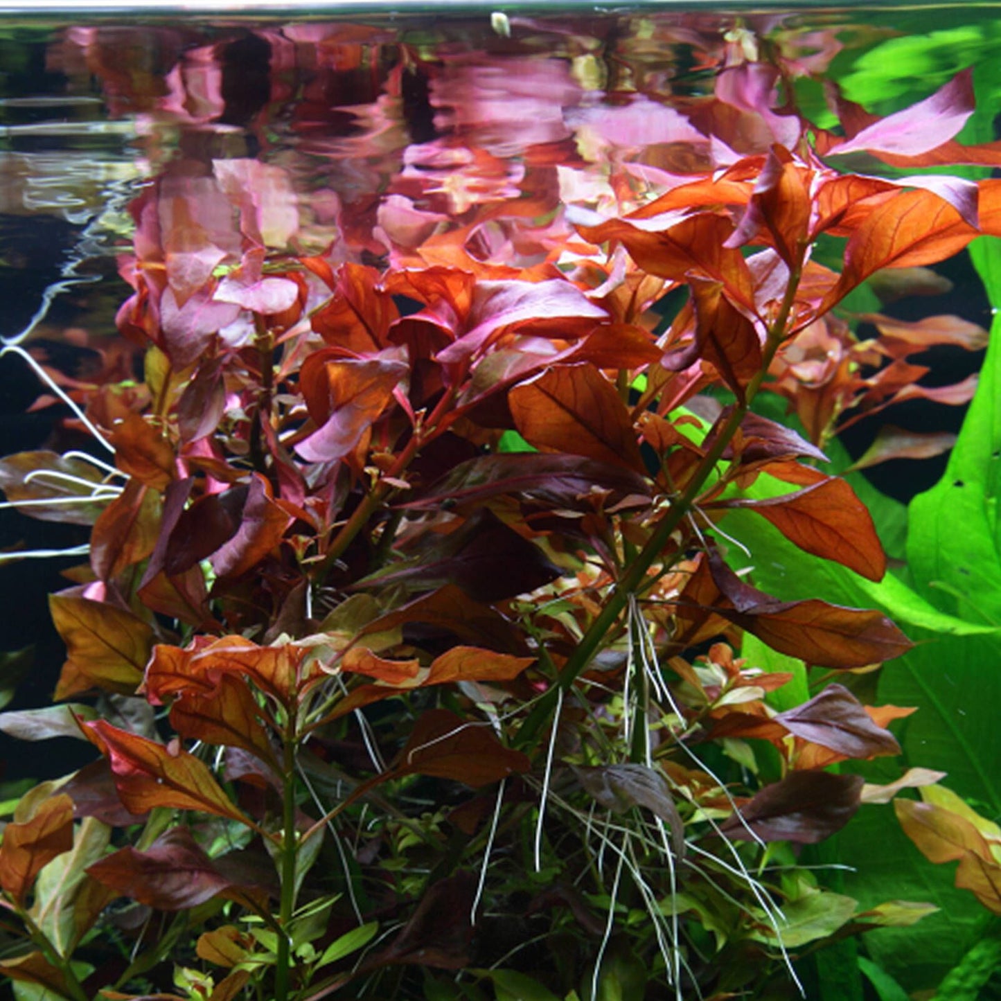 Ludwigia Rubin Pot Plant