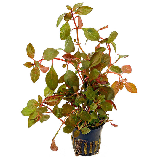 Ludwigia Rubin Pot Plant