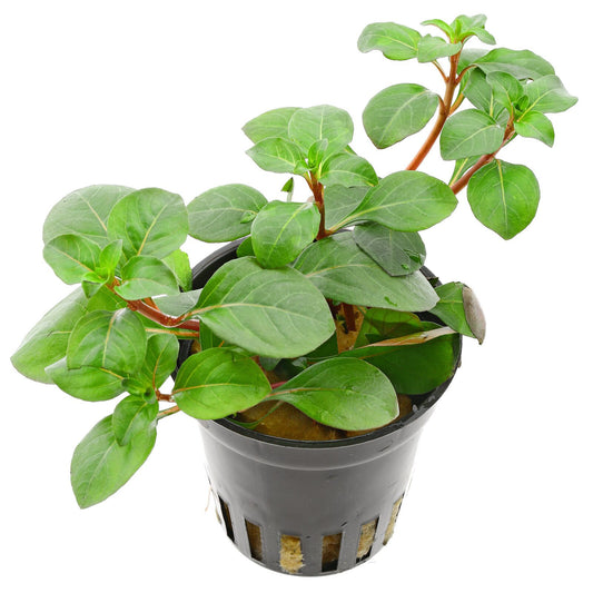 Ludwigia repens Pot Plant