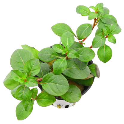 Ludwigia repens Pot Plant