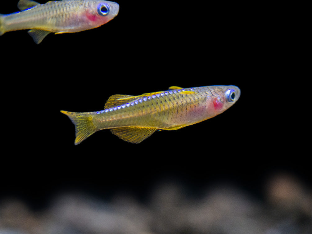 Red Neon Blue Eye Rainbow Fish 2-3cm