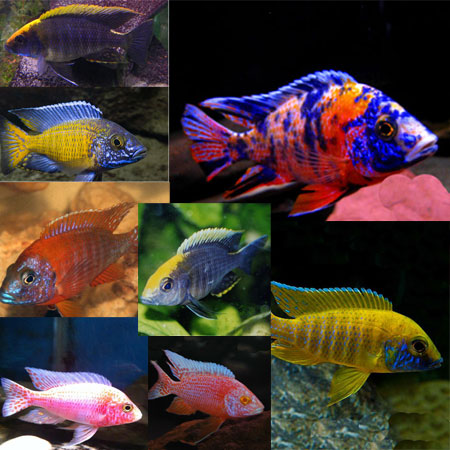 MALAWI CICHLID MIX 6-8cm