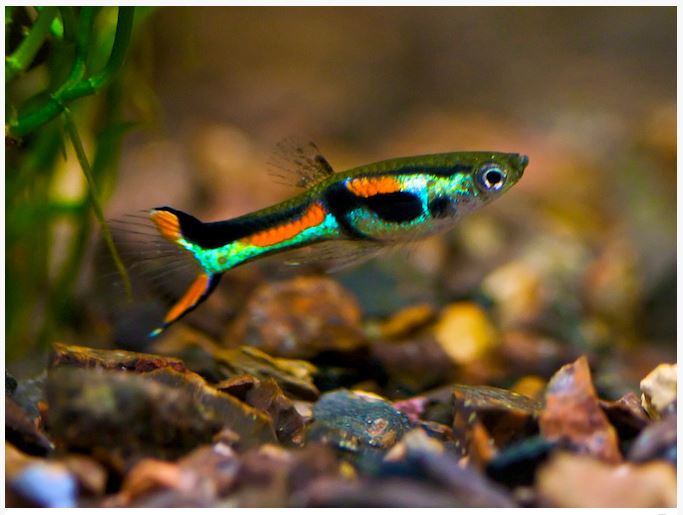 ENDLER GUPPY 2.5cm