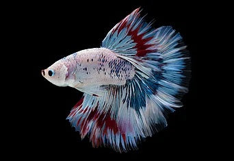 HALFMOON KOI FANCY BETTA