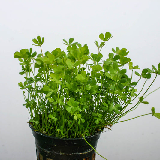 MARSILEA HIRSUTA POT PLANT