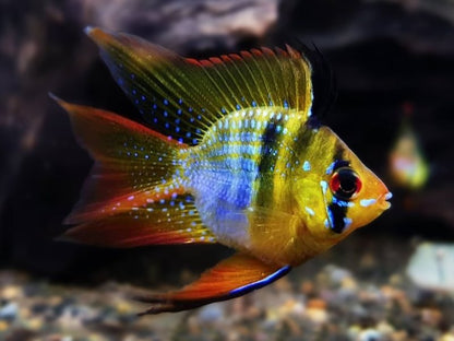 RAMIREZI FISH