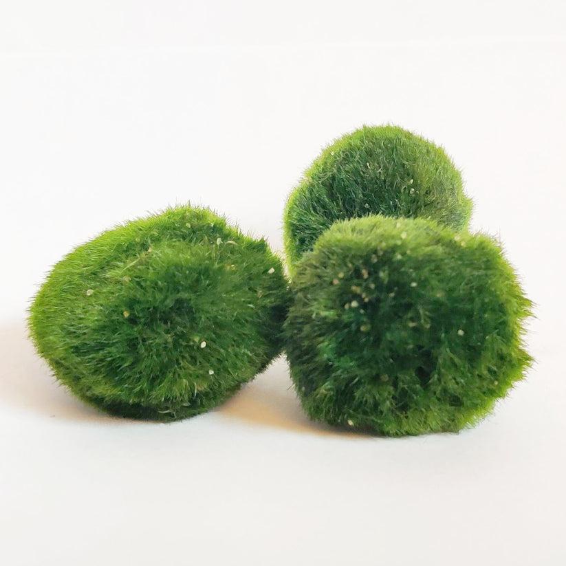 MOSS BALL