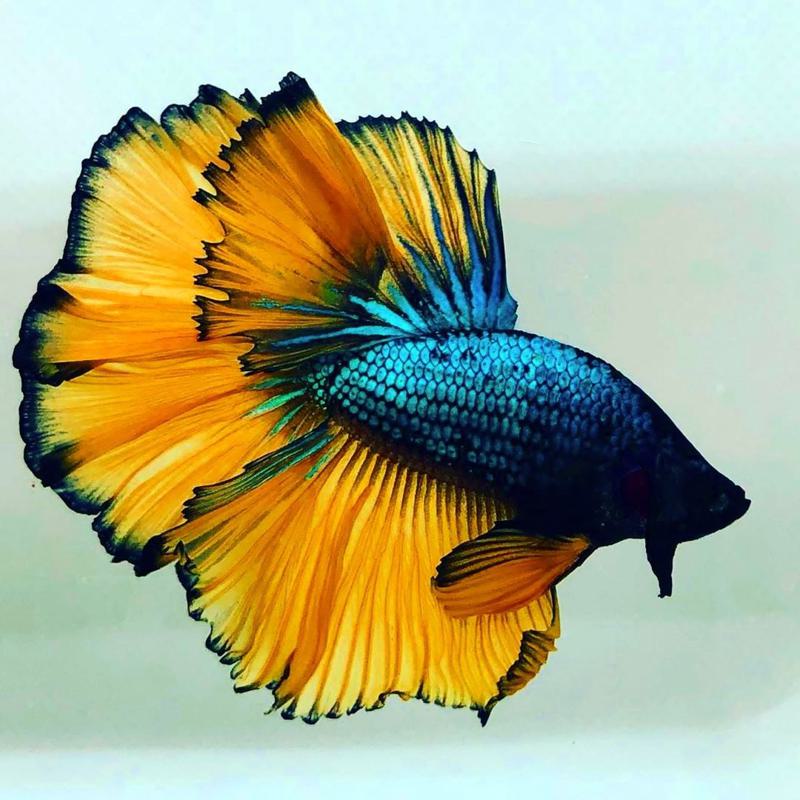 HALFMOON MUSTARD BETTA