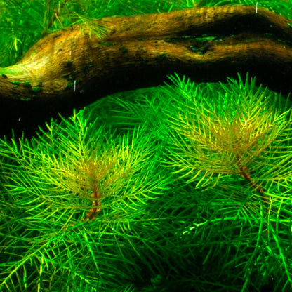 Myriophyllum Mattogrossense Pot Plant