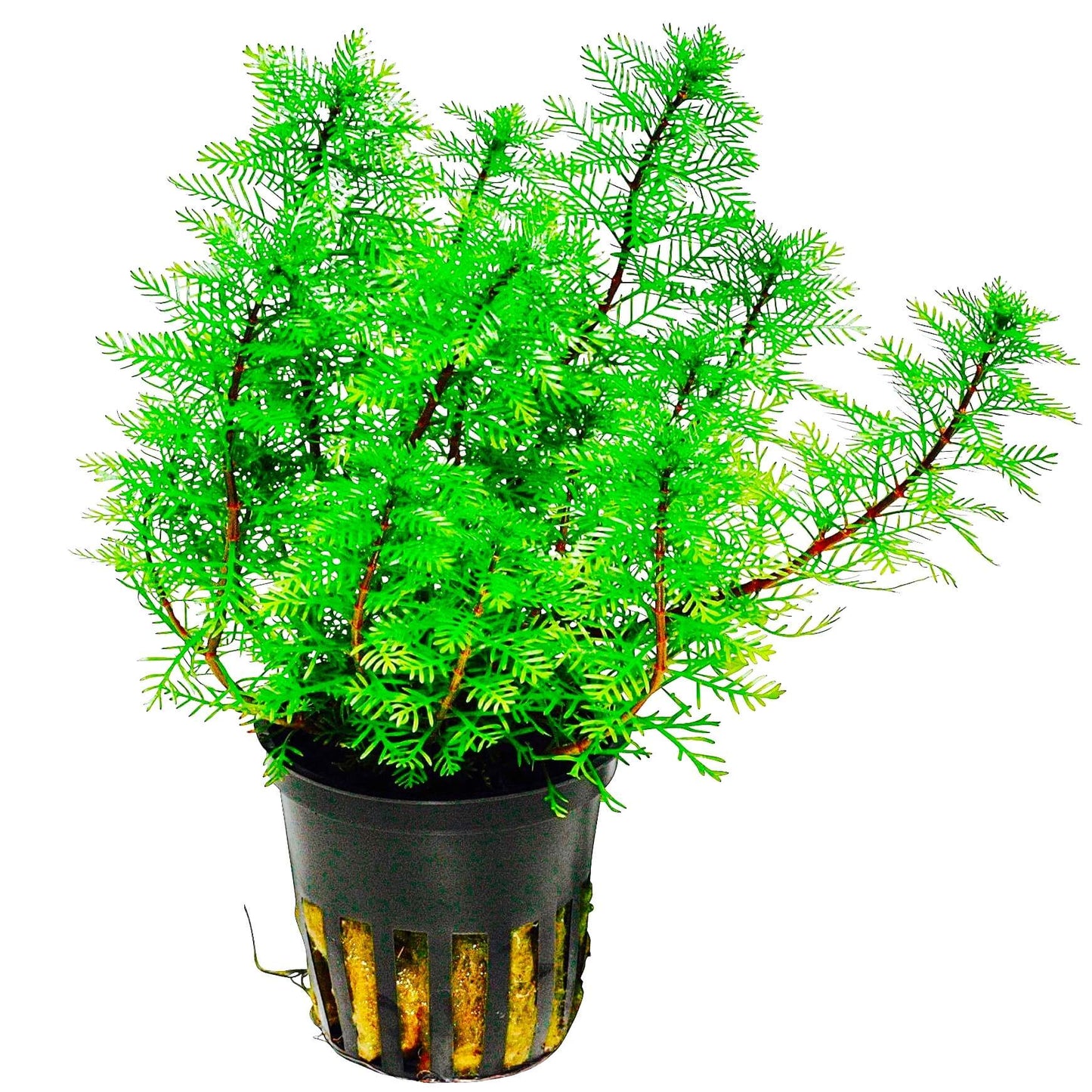 Myriophyllum Mattogrossense Pot Plant