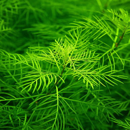 Myriophyllum Mattogrossense Pot Plant