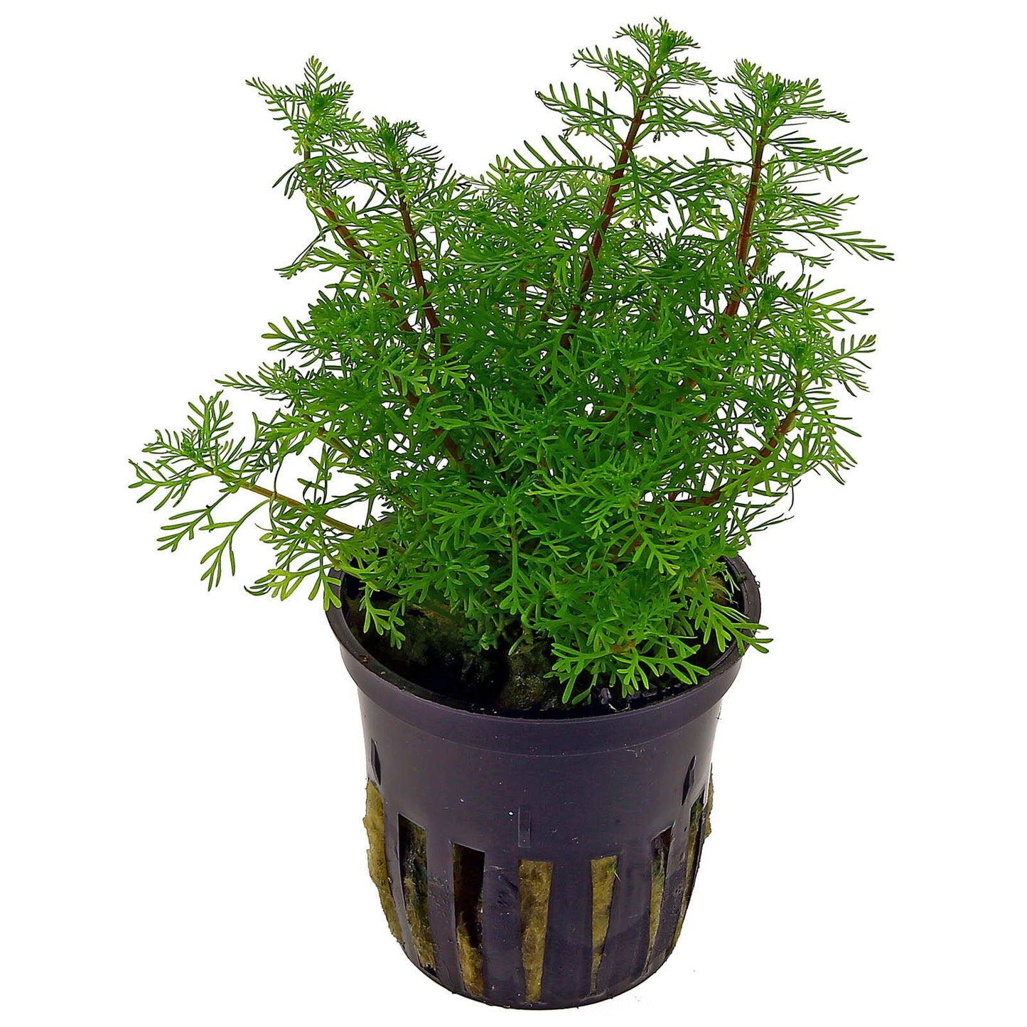 Myriophyllum Mattogrossense Pot Plant