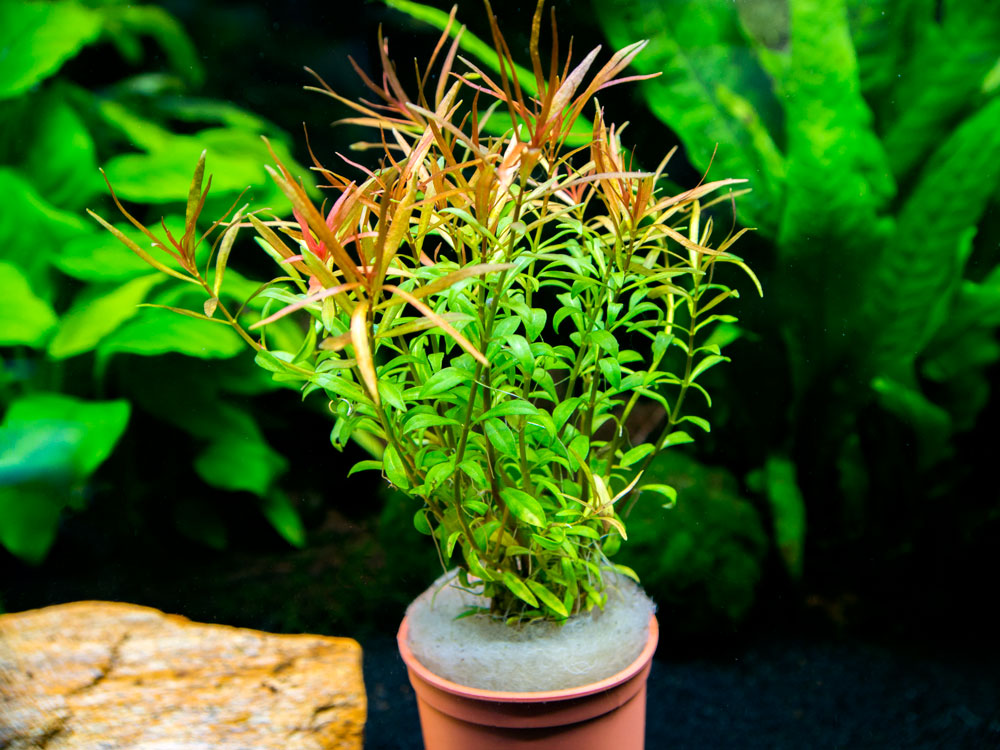 Ludwigia Aracuata Pot Plant